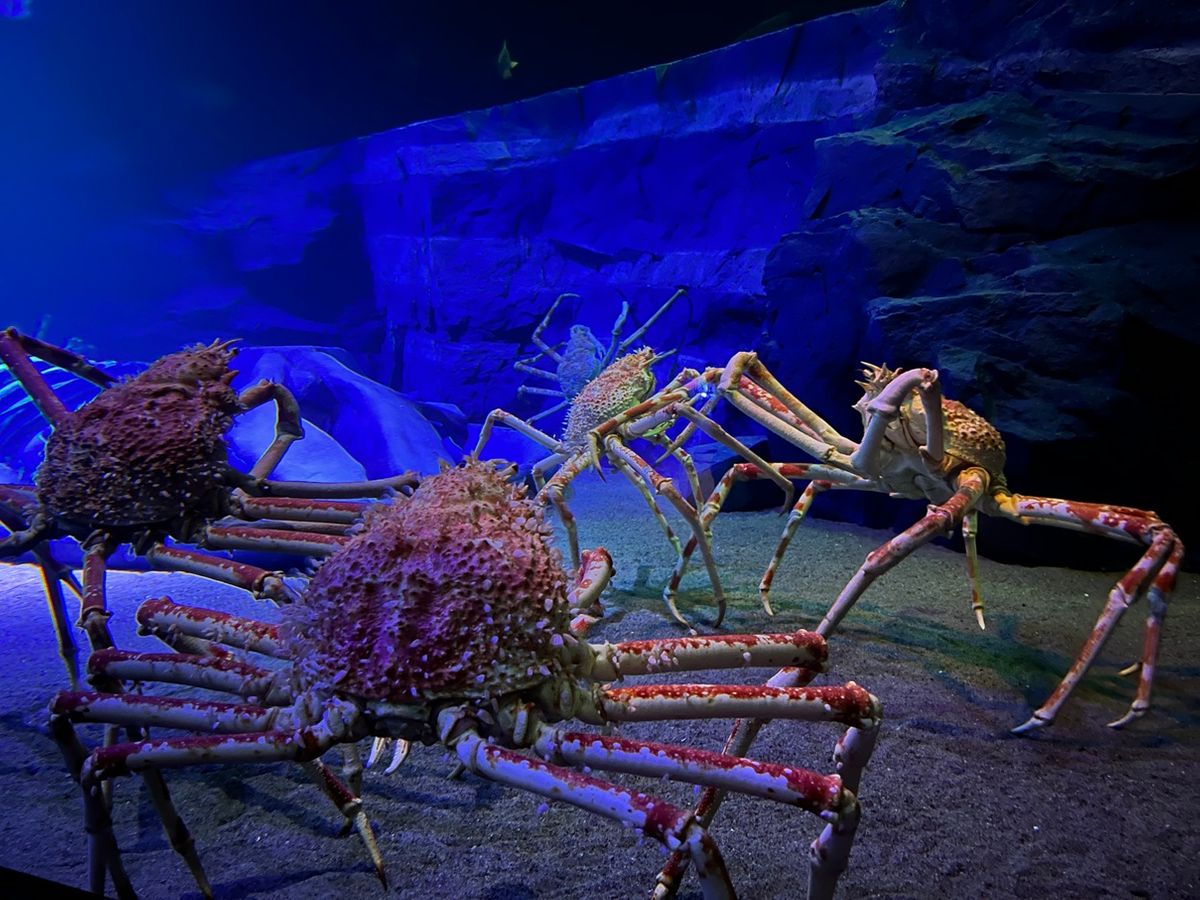 提供／竹島水族館
